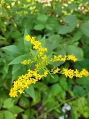 Solidago ulmifolia