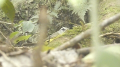 Basileuterus culicivorus