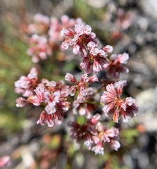 Eriogonum microtheca alpinum