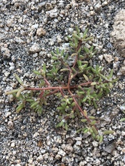 Portulaca halimoides