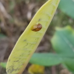 Succinea putris