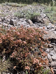 Eriogonum microtheca alpinum
