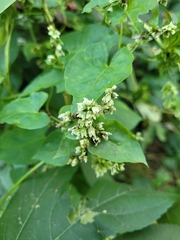 Fallopia scandens