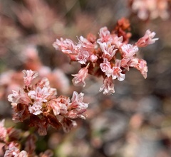 Eriogonum microtheca alpinum