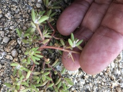 Portulaca halimoides