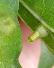 Celticecis aciculata