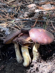 Suillus luteus