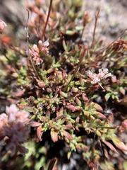 Eriogonum microtheca alpinum