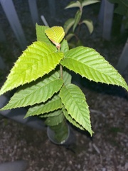 Betula alleghaniensis