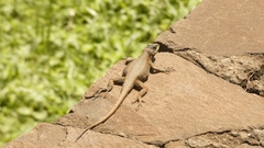 Tropidurus catalanensis