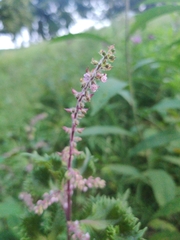 Perilla frutescens