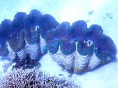 Tridacna gigas