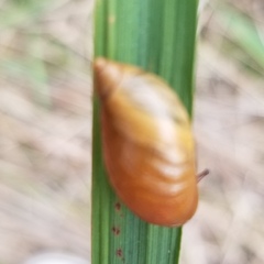 Succinea putris