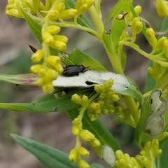 Microrhopala vittata