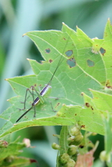 Conocephalus strictus