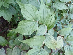 Prosartes hookeri
