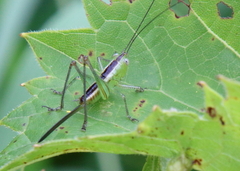 Conocephalus strictus