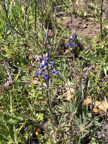 iNaturalist observation photo of Miniature Lupine
