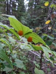 Prosartes hookeri