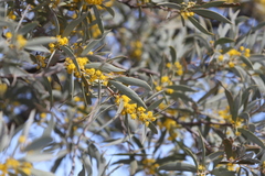Acacia georginae