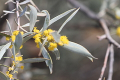 Acacia georginae