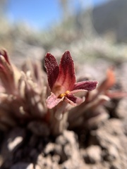 Aphyllon corymbosum