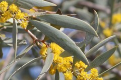 Acacia georginae