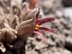 Aphyllon corymbosum