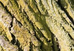 Chrysothrix candelaris