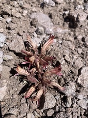 Aphyllon corymbosum