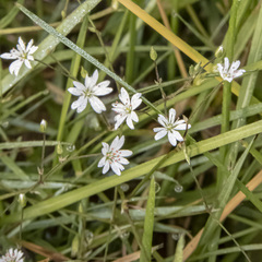 Stellaria graminea