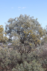 Acacia georginae