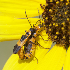Chauliognathus basalis