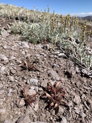 Aphyllon corymbosum