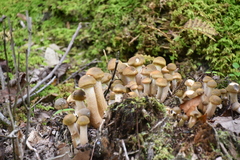 Armillaria borealis