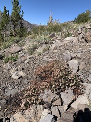Eriogonum microtheca alpinum