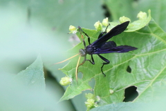 Gnamptopelta obsidianator