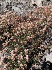 Eriogonum microtheca alpinum