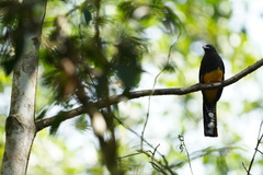 Trogon viridis