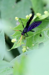 Gnamptopelta obsidianator