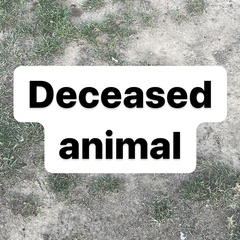 Tropidoclonion lineatum