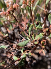 Eriogonum microtheca alpinum