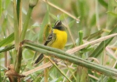 Pseudocolopteryx sclateri