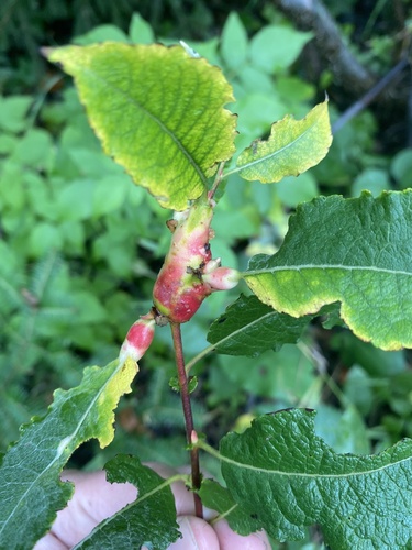 Potato Gall Midge photo 4