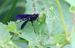 Gnamptopelta obsidianator