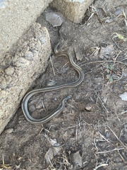 Tropidoclonion lineatum