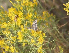 Autographa californica