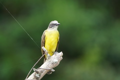 Myiozetetes granadensis