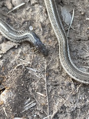 Tropidoclonion lineatum