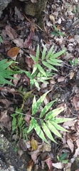 Pteris cretica